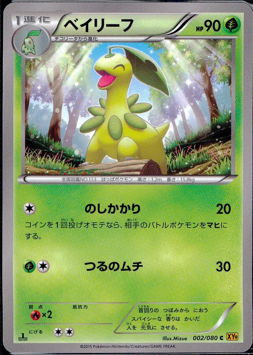 002/080/C/XY9/B ベイリーフ